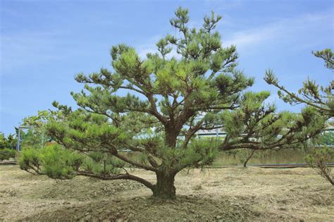 黑松樹風水|【黑松樹風水】解開黑松樹風水的秘密：護宅招財旺氣來 – WBB。